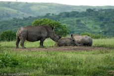 Breitmaulnashorn (24 von 28).jpg